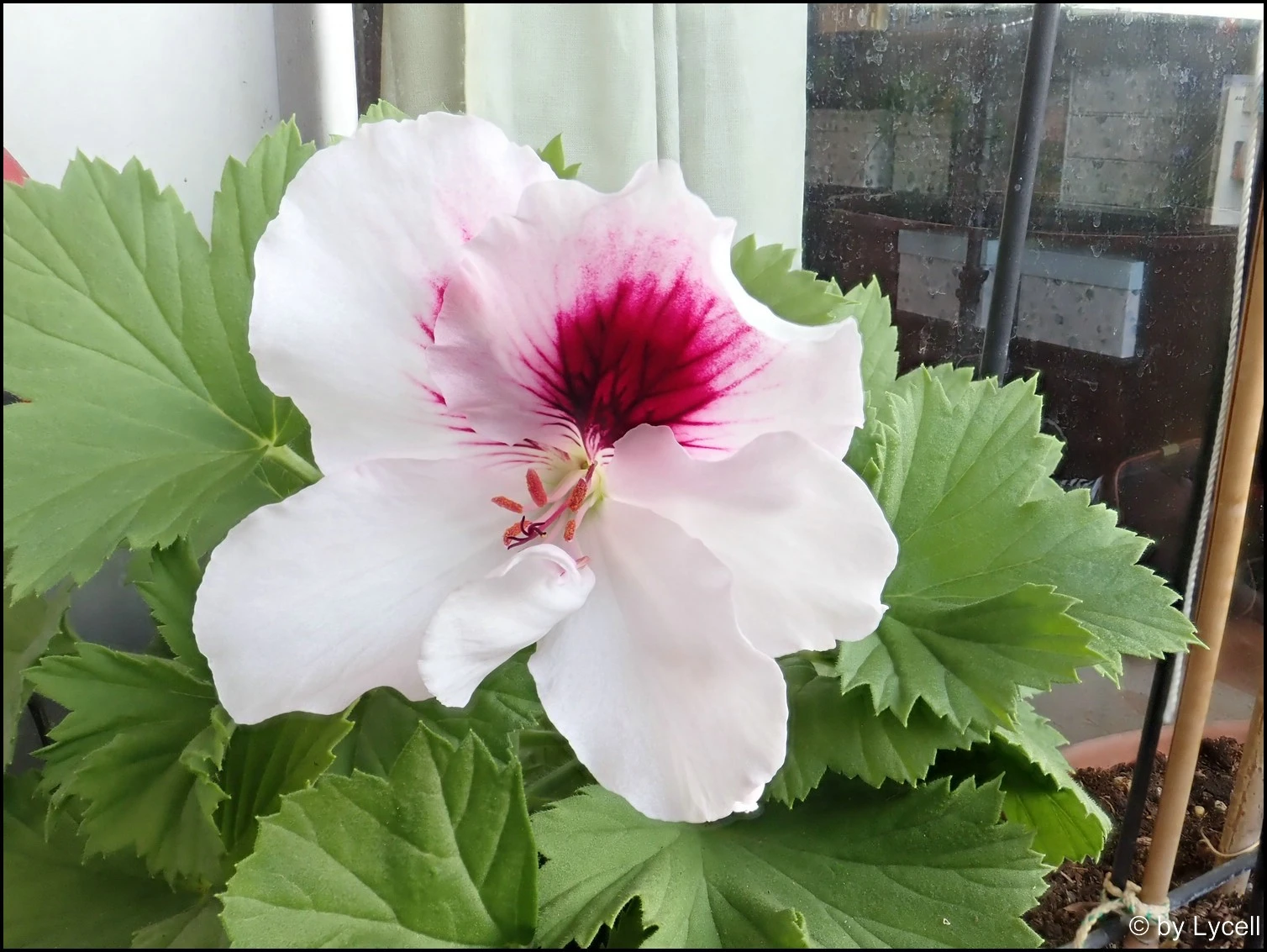 c001.webp