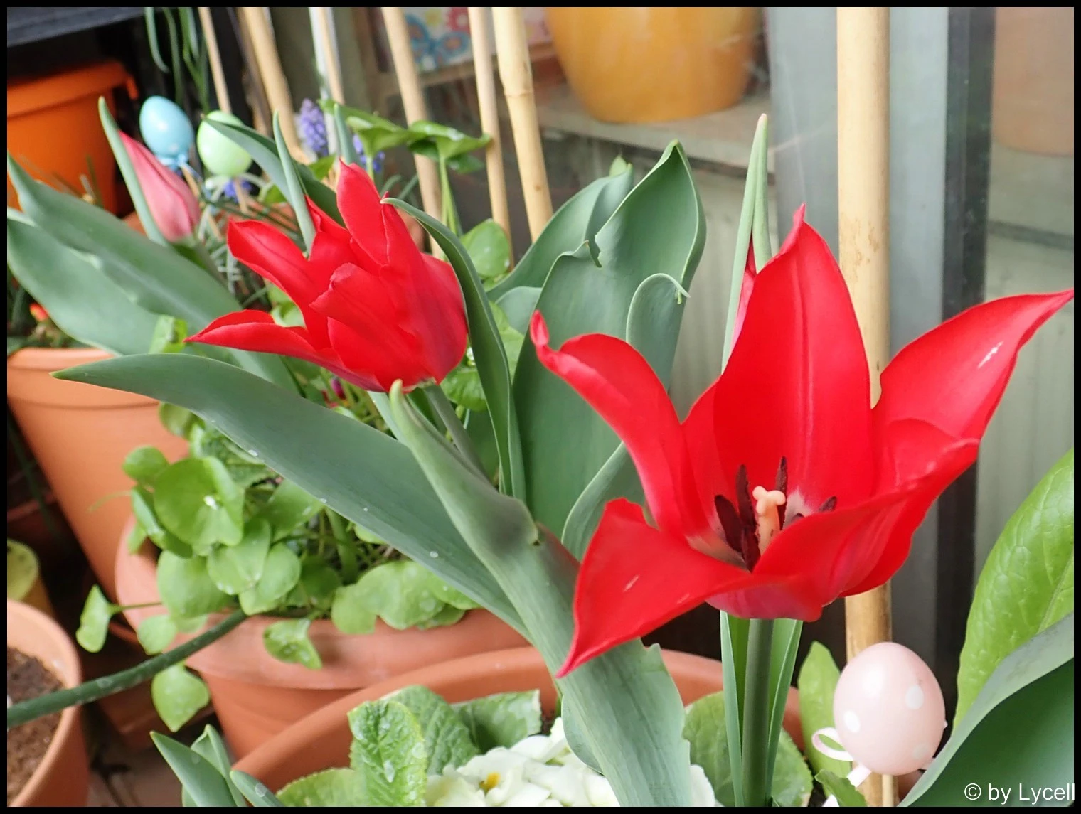 c002.webp