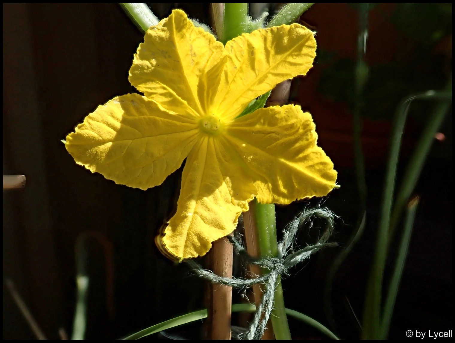 c003.webp