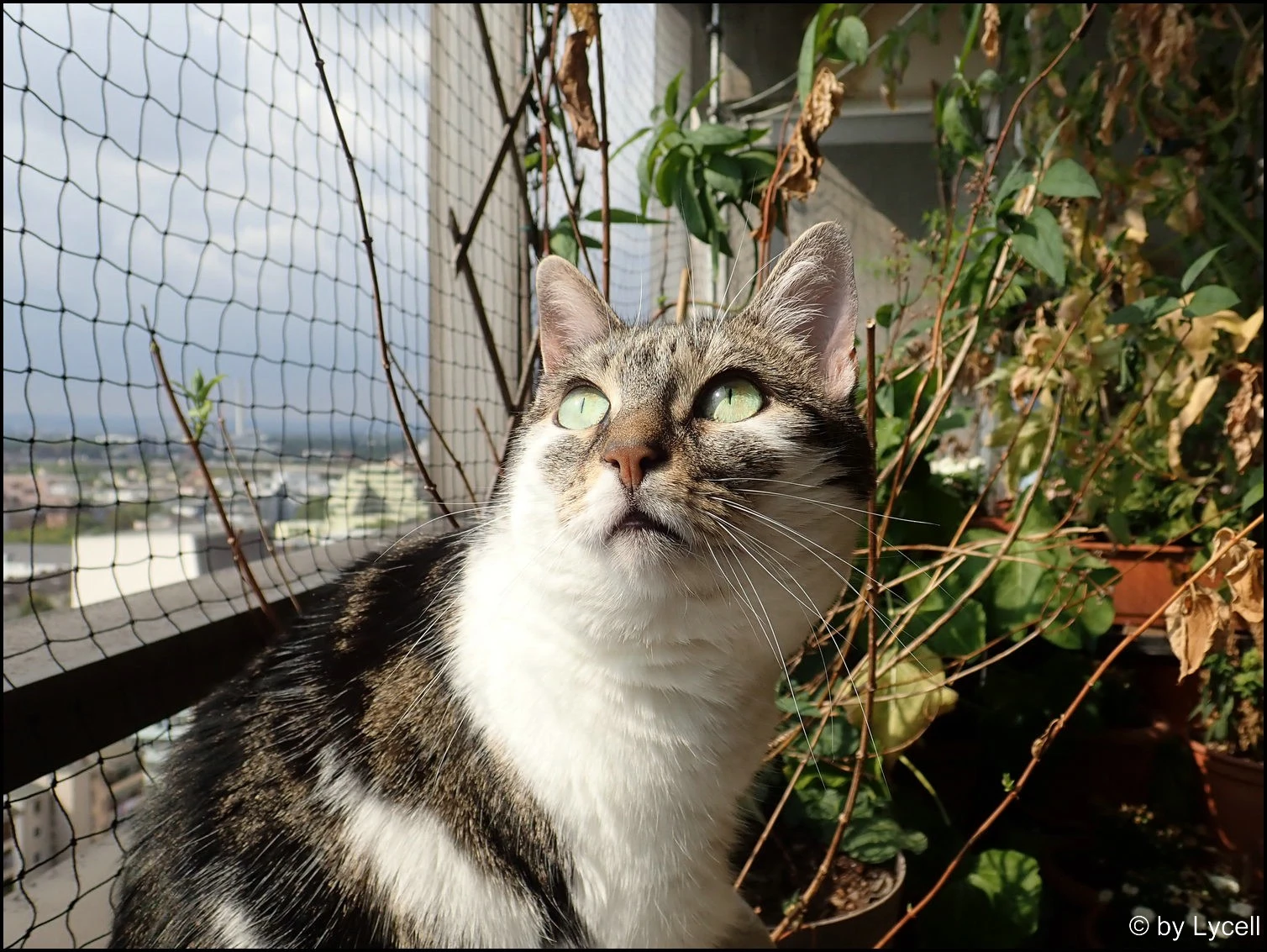 c006.webp