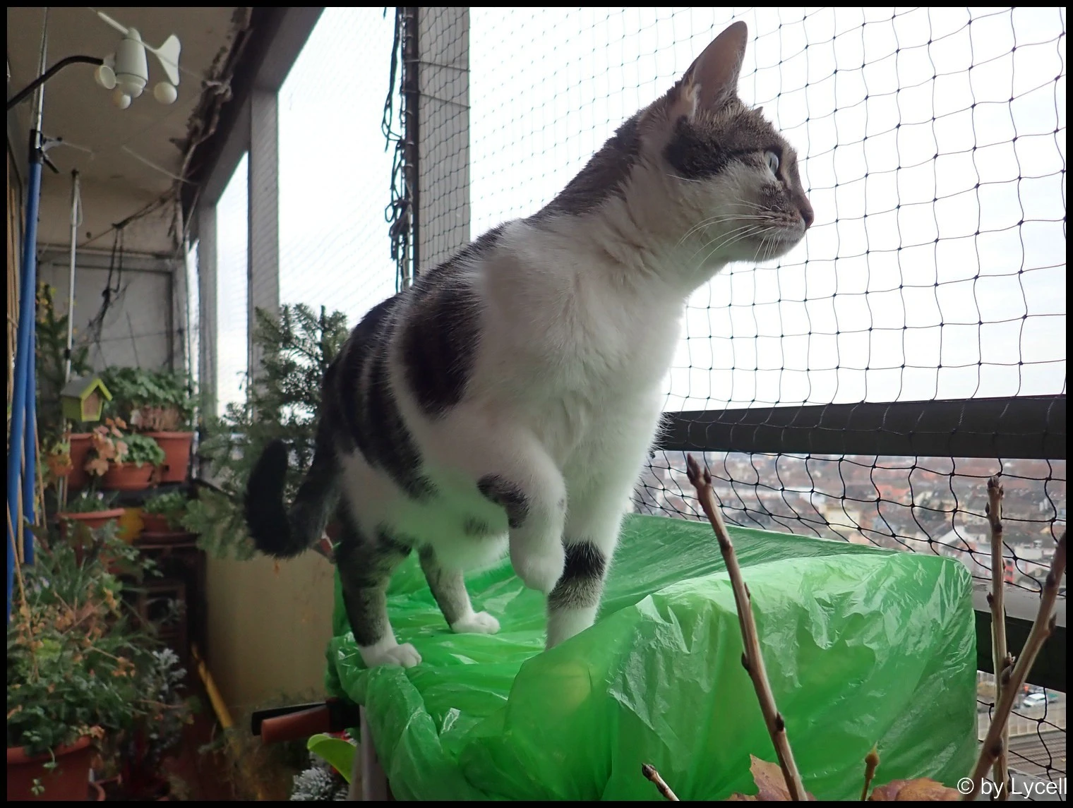 c011.webp