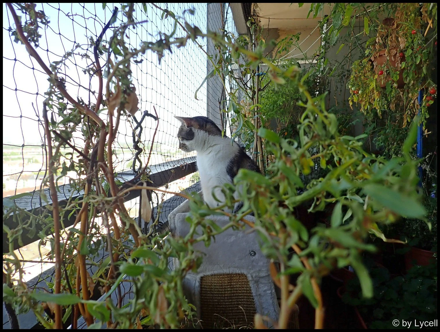 c012.webp