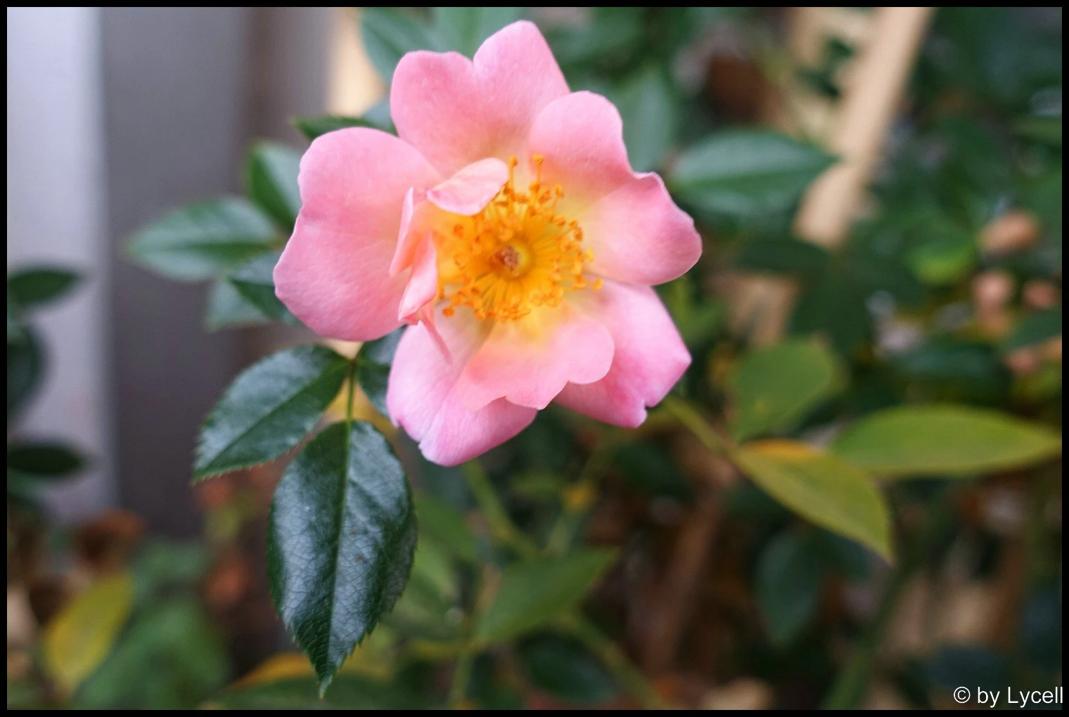 c018.webp