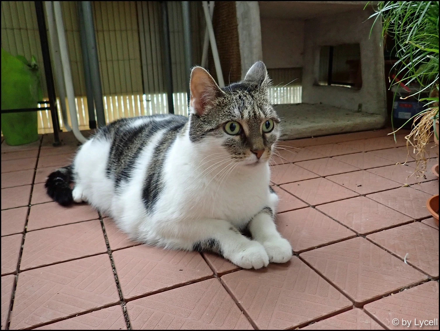 c018.webp
