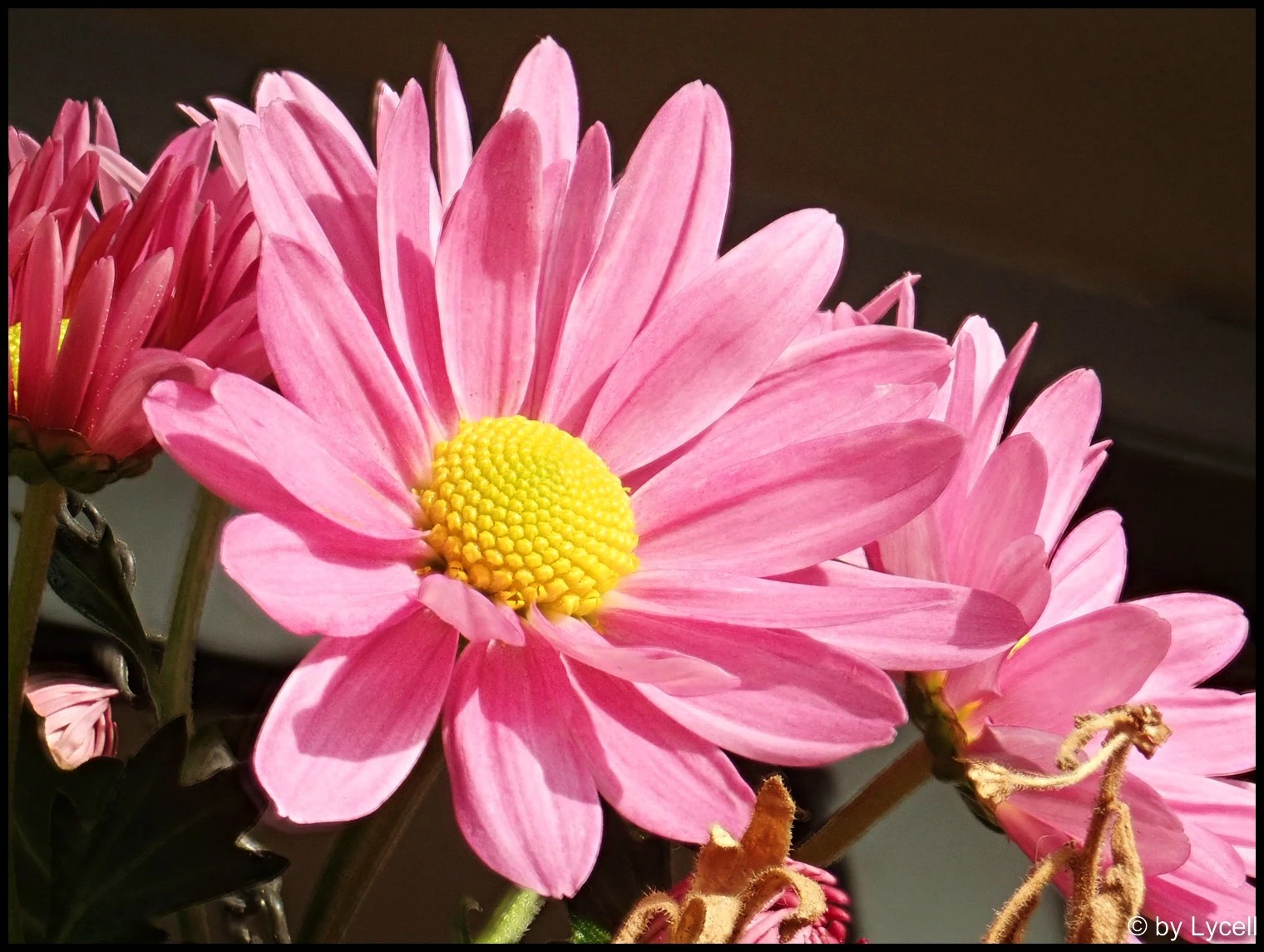 c024.webp