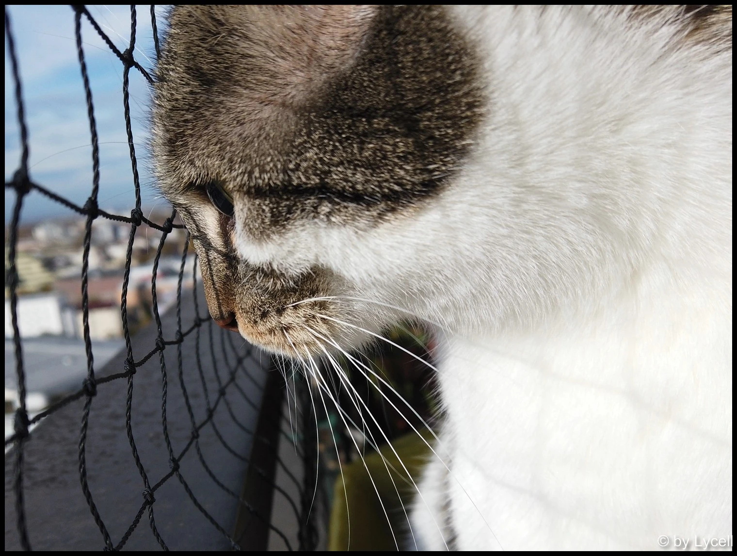 c027.webp