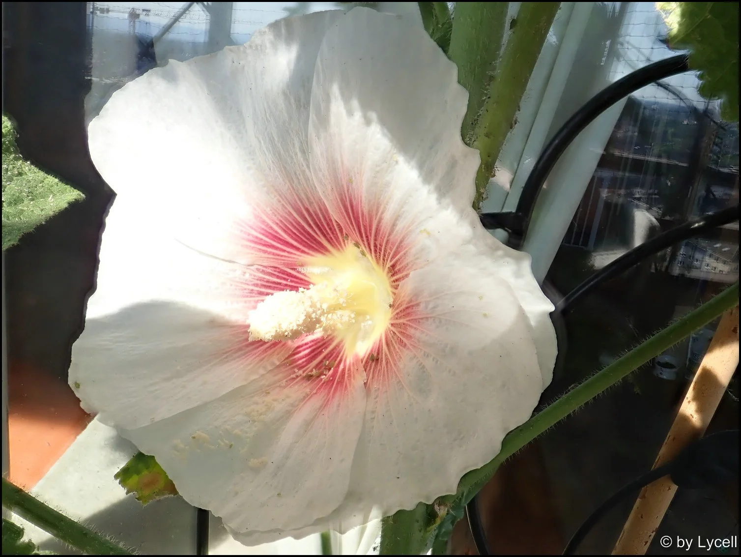 c027.webp