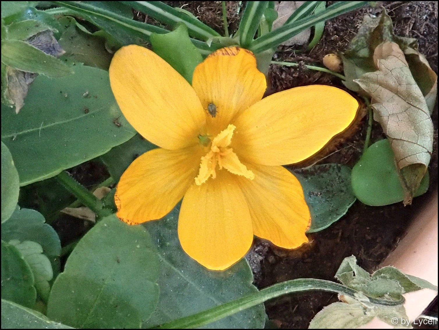 c030.webp