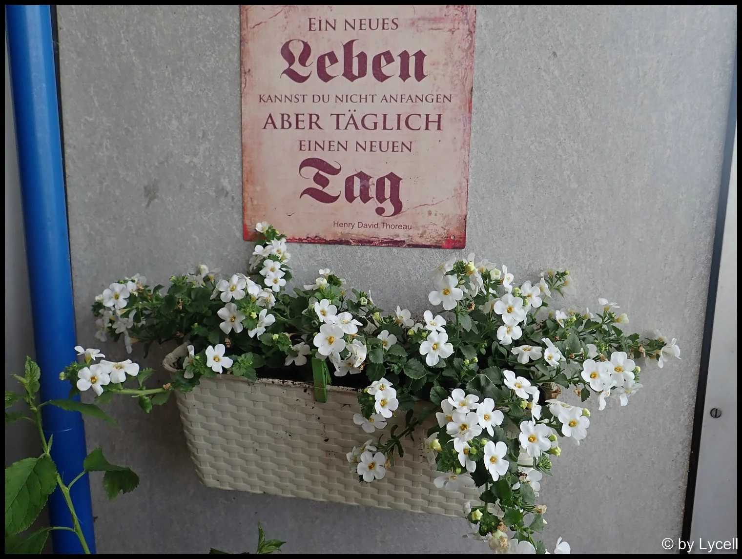 c031.webp