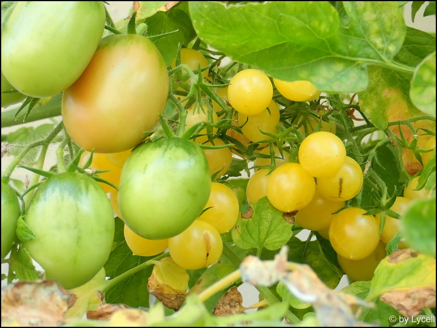 c032.webp