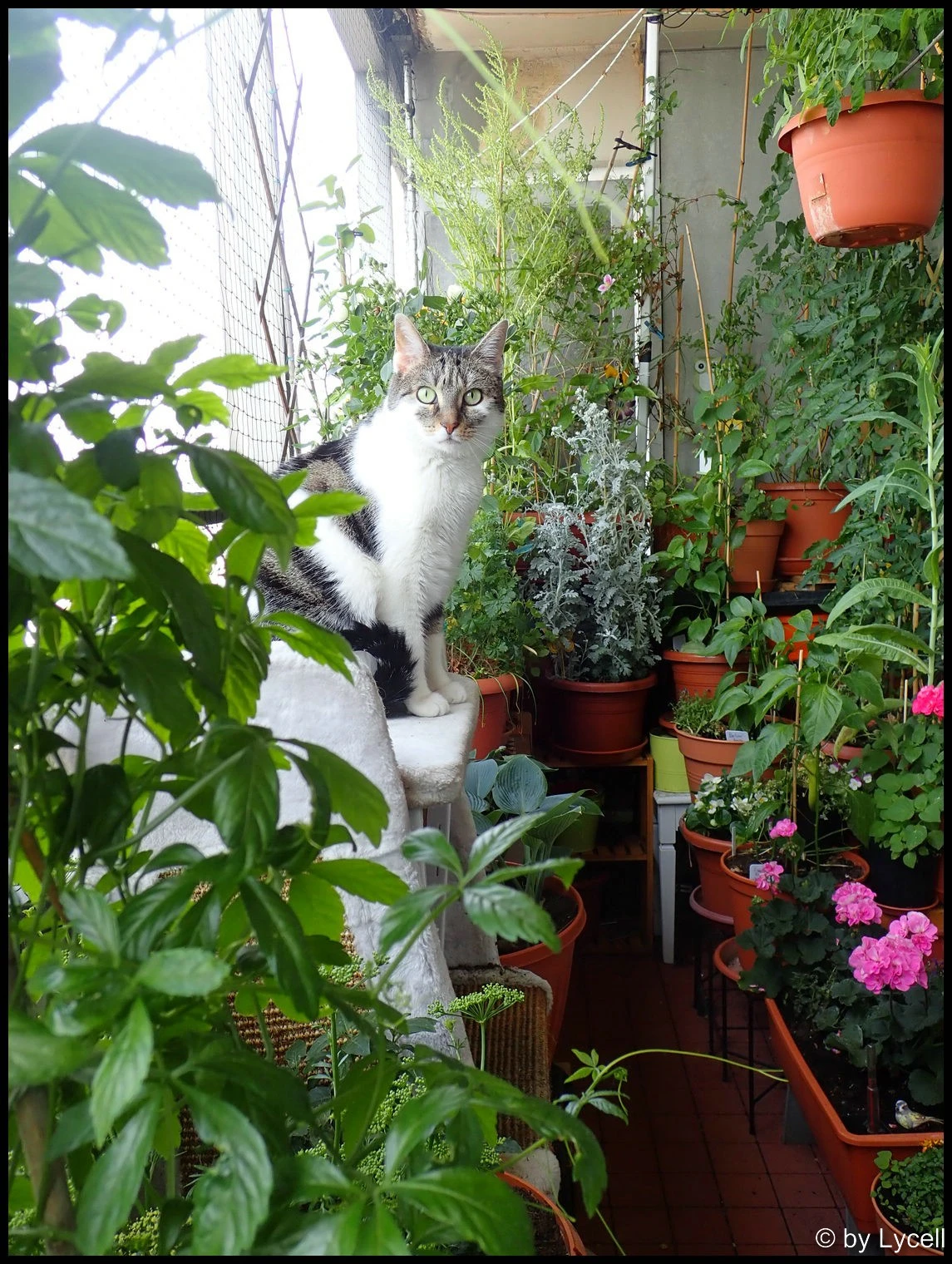 c038.webp