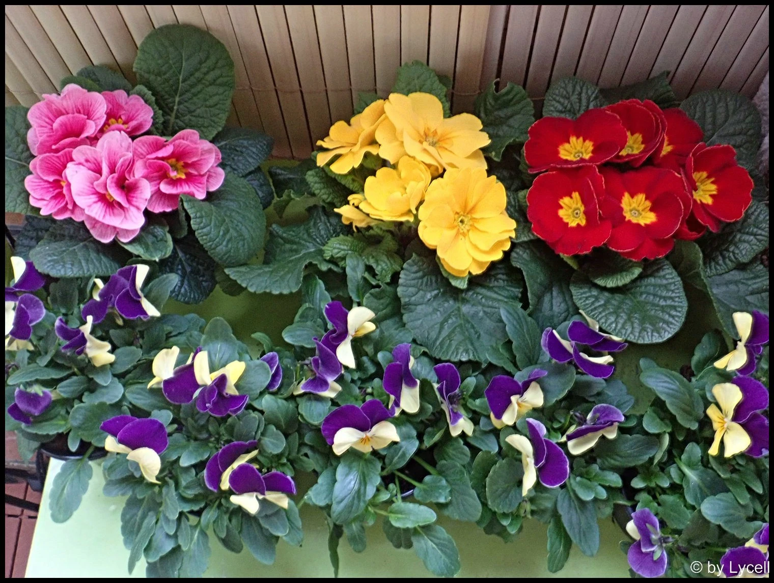 c043.webp