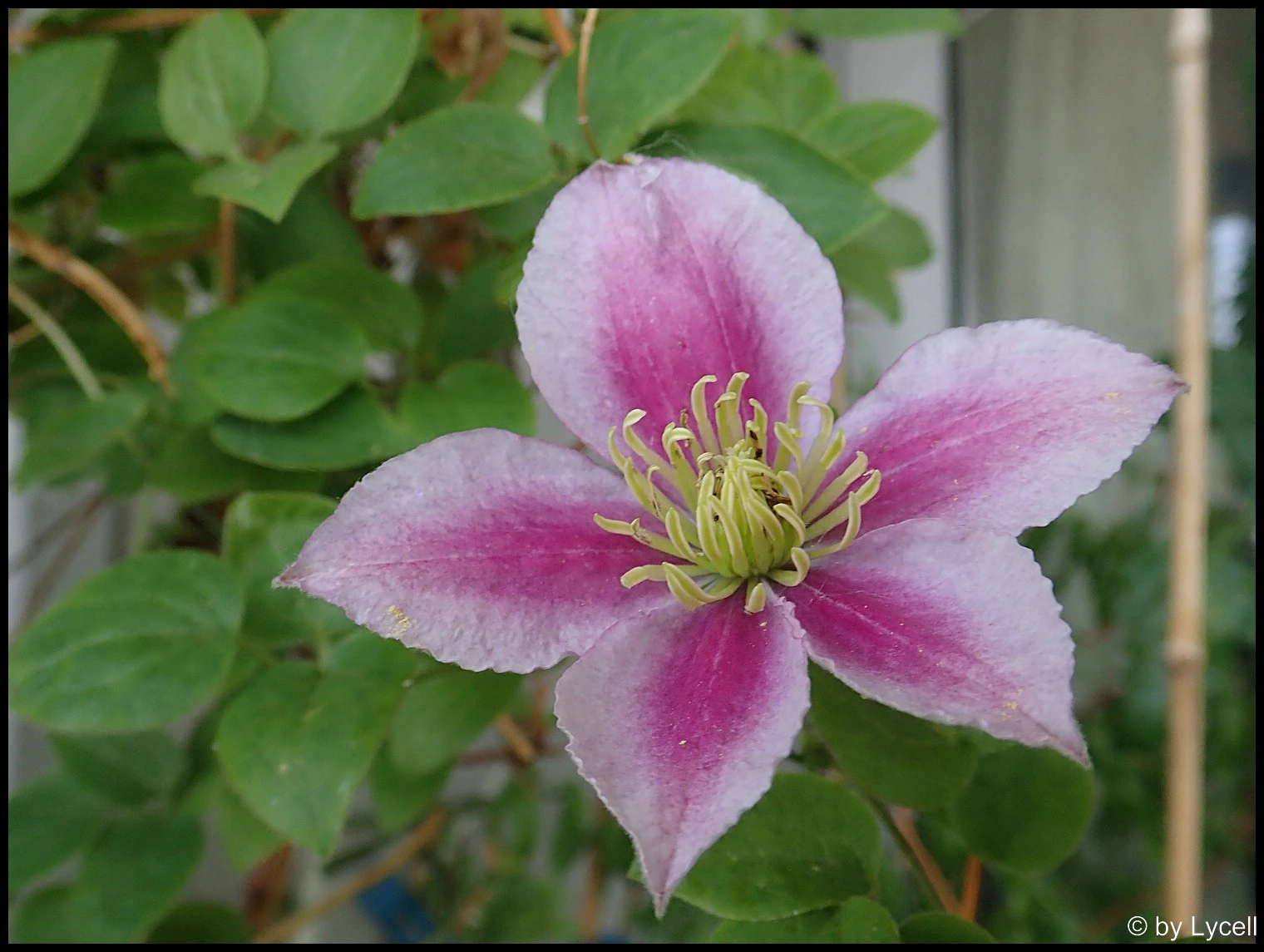 c043.webp