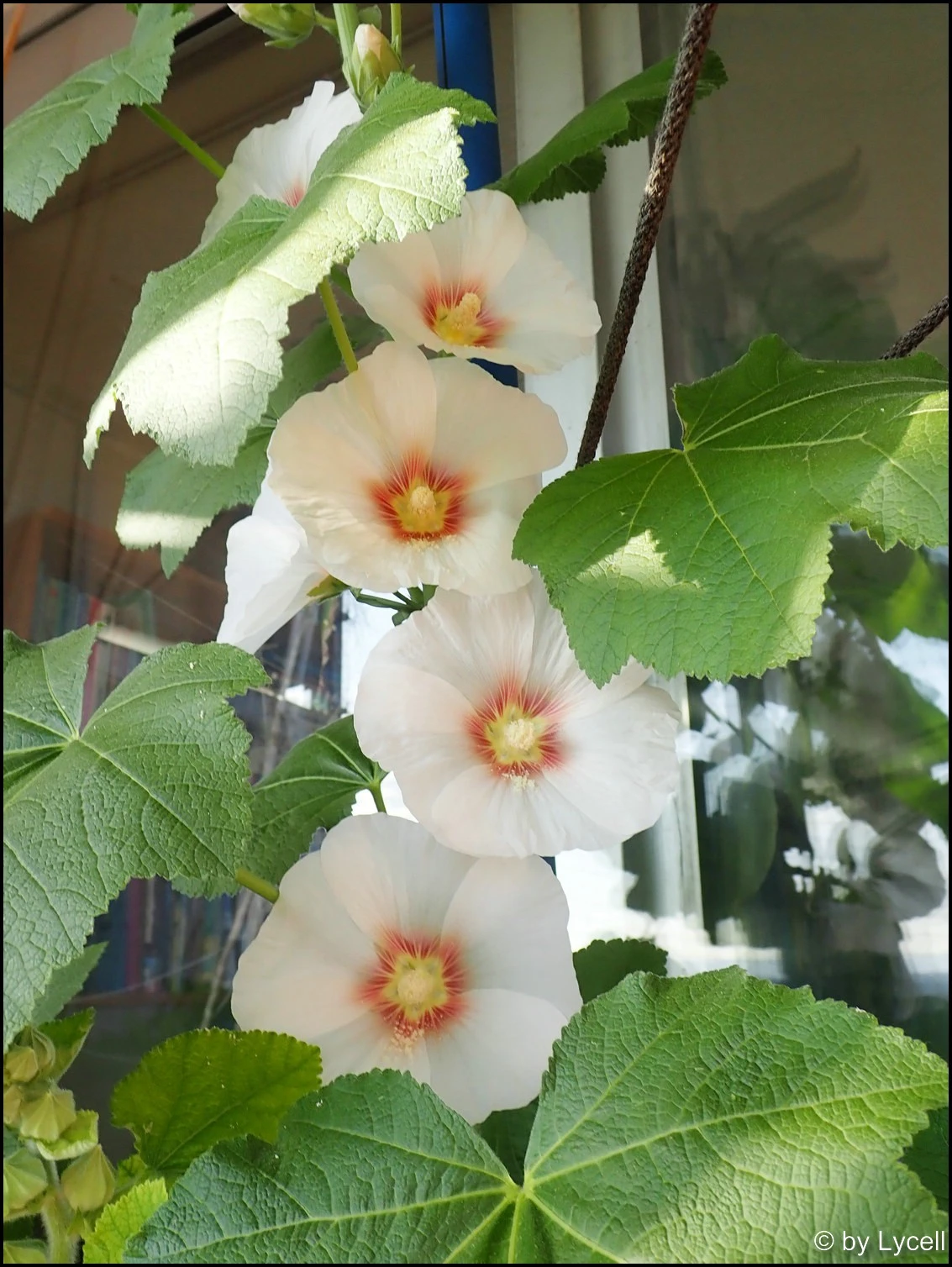 c046.webp