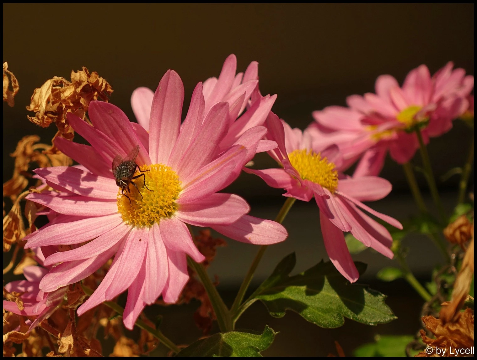 c052.webp