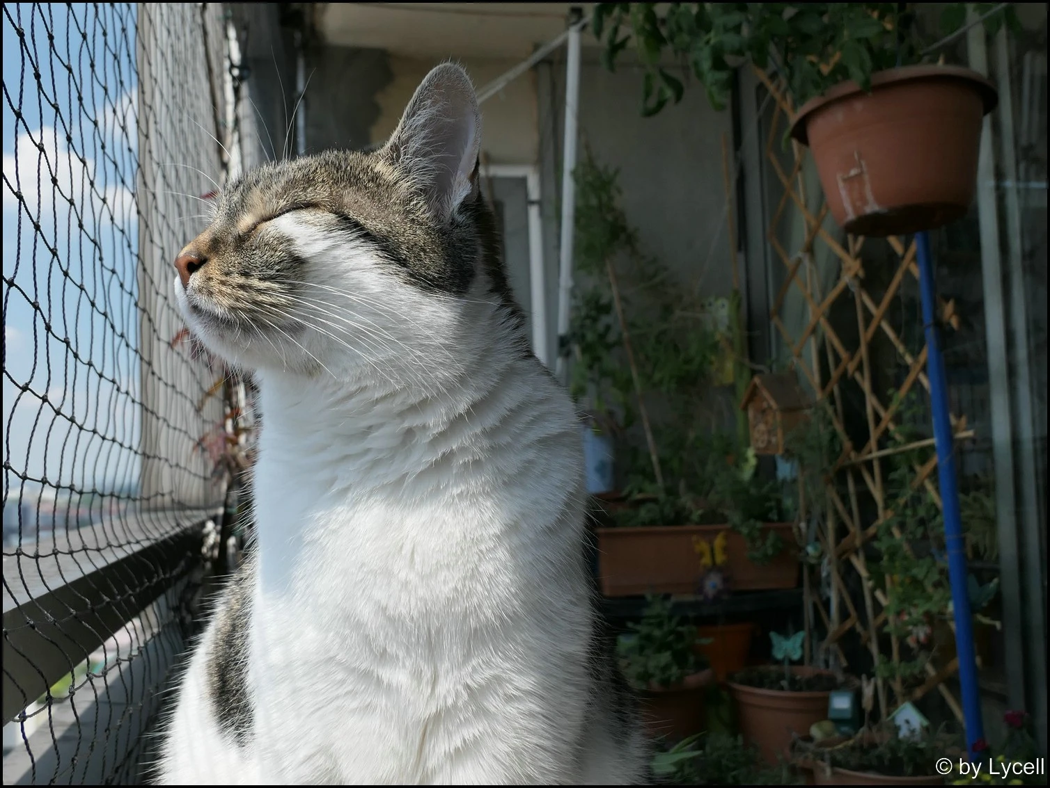 c067.webp
