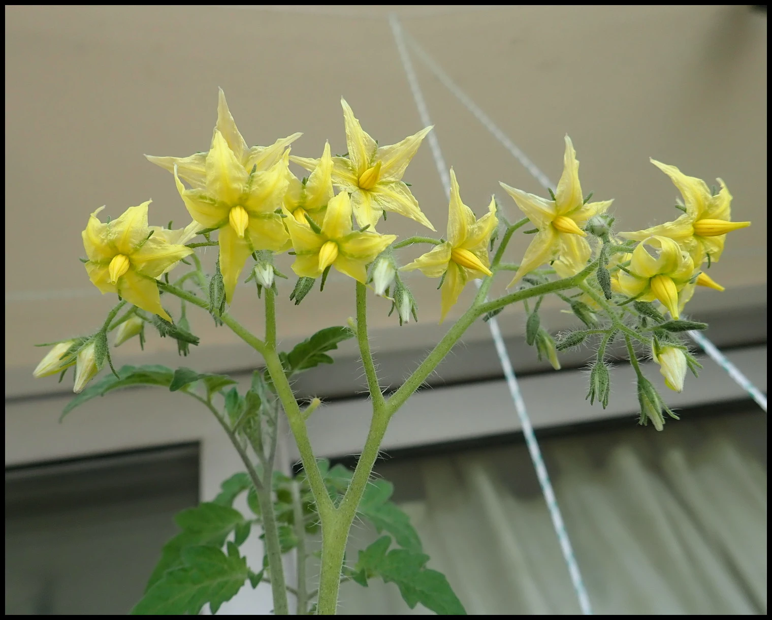 c068.webp