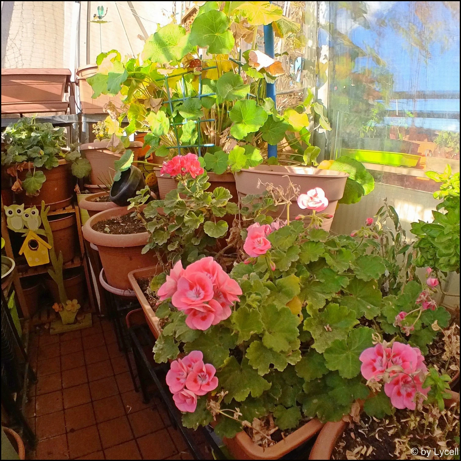 c077.webp