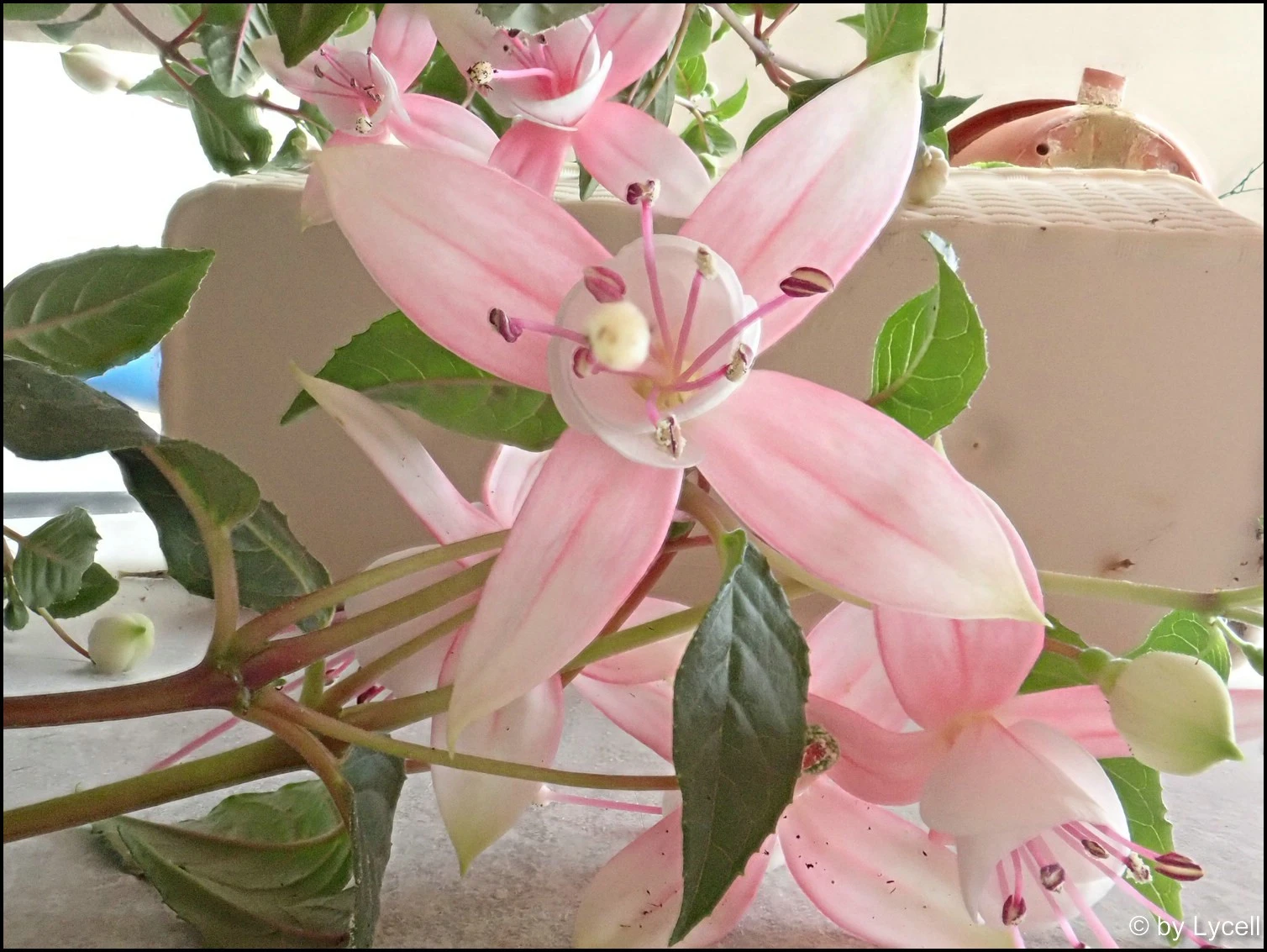 c090.webp