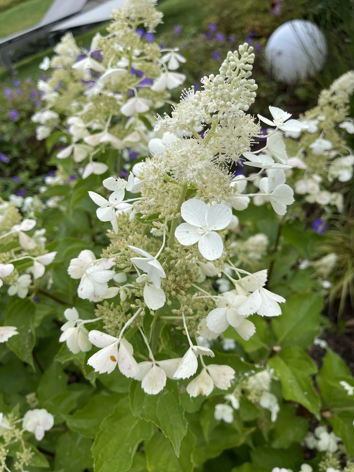 C68FF962-2E50-4B83-B10E-1DF35FDADF70.jpeg C68FF962-2E50-4B83-B10E-1DF35FDADF70.jpeg