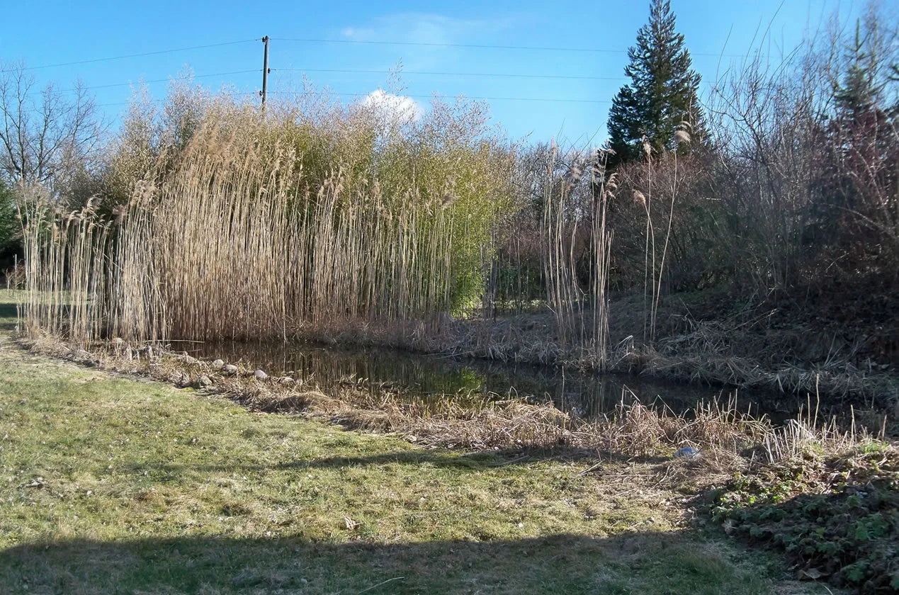 Gartenteich nutzen