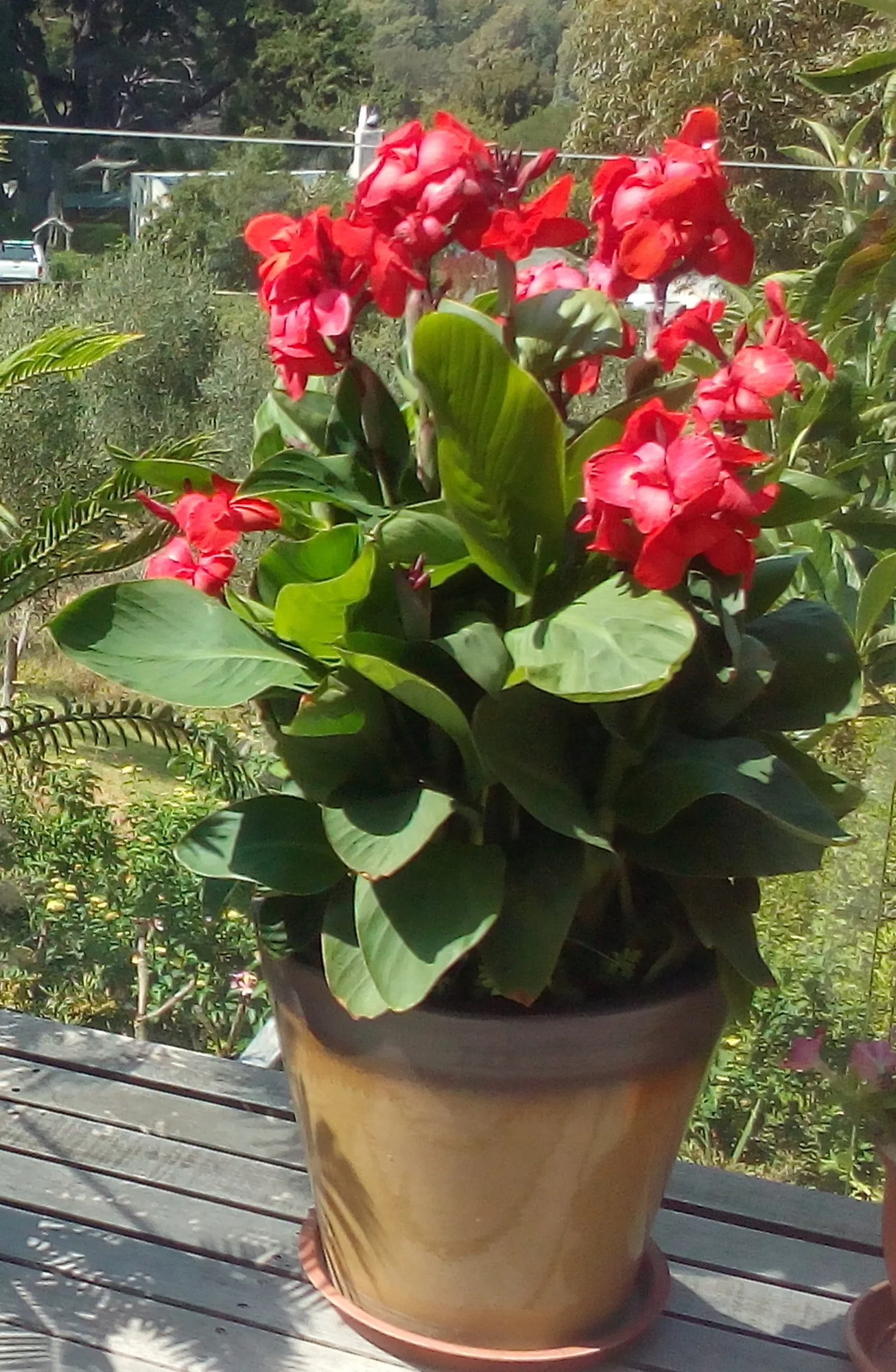 Canna CPT.webp