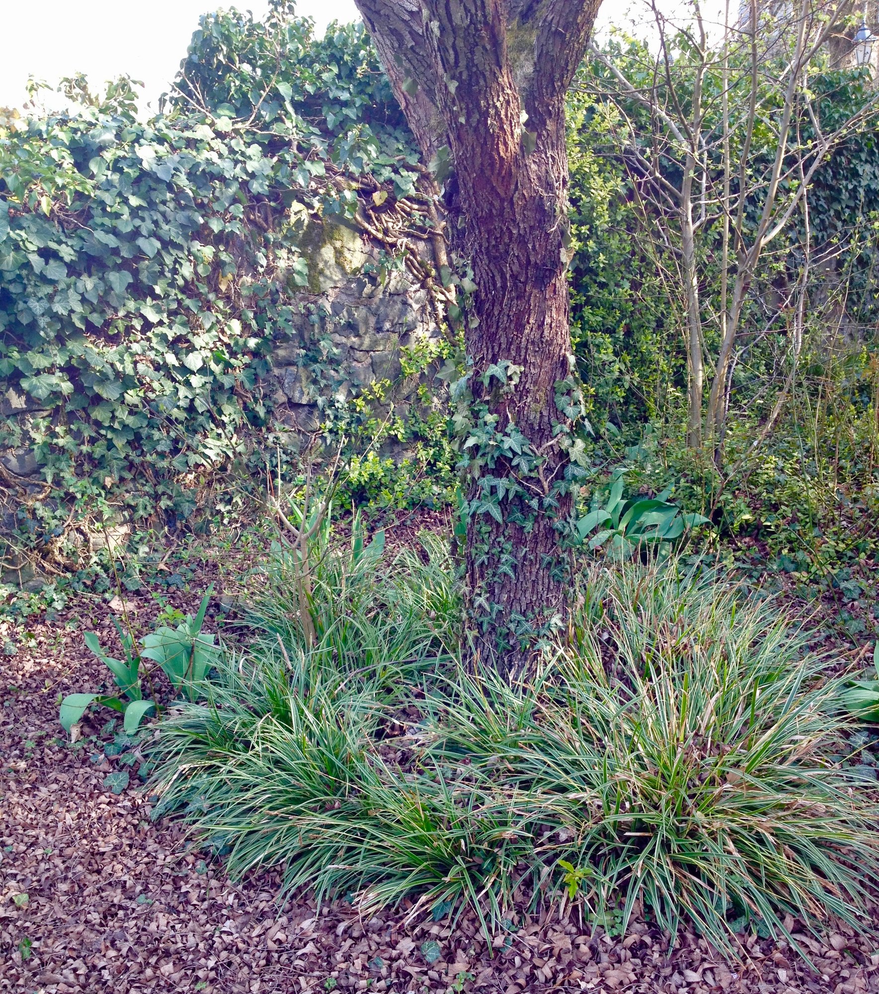 Carex morrowii.jpg