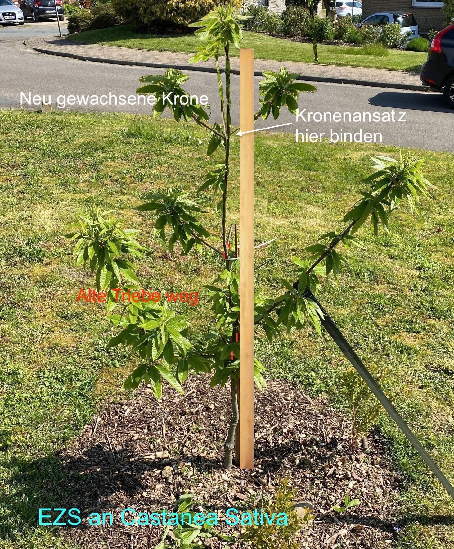 Castanea Sativa Erziehungsschnitt.jpg