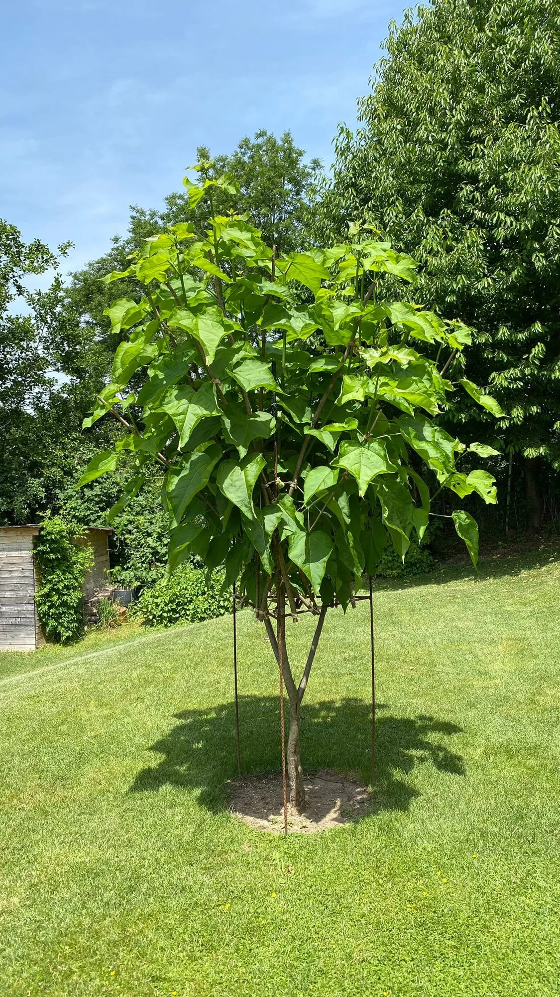 catalpa01.webp catalpa01.webp