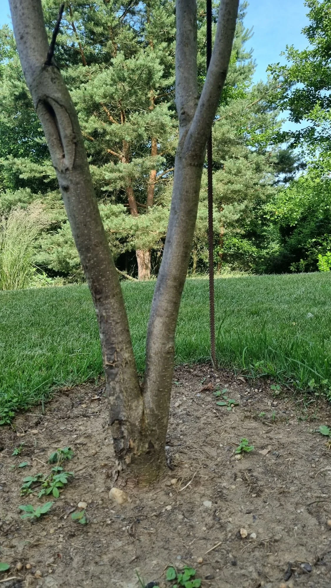 catalpa04.webp