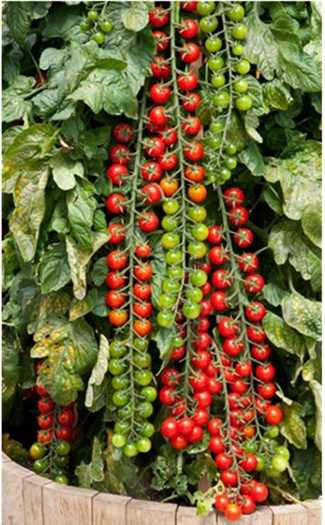 Rapunzel Tomate?