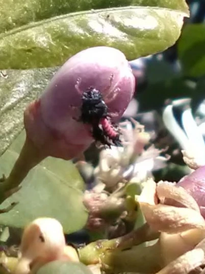 Chäfer am Zitronenbaum.webp