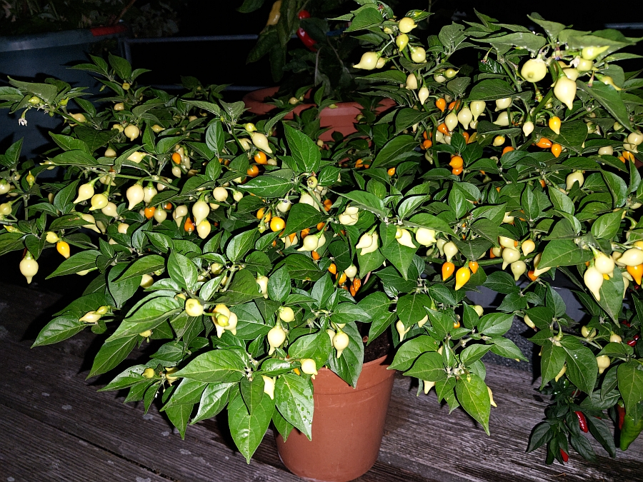 chili biquinho amarelo 2019-01.jpg