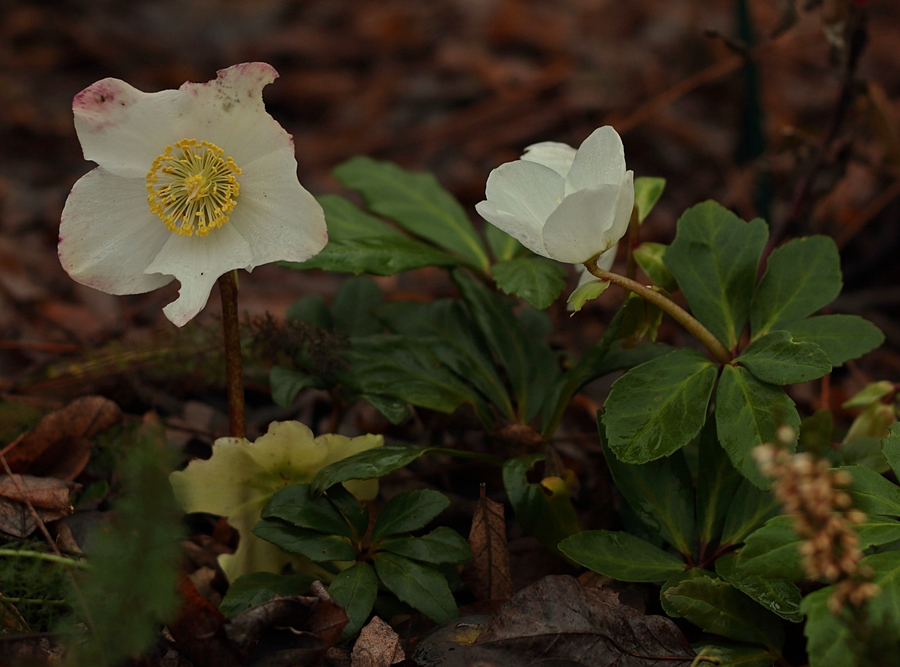 Christrosen_Blüte_weiss_gelb_900.JPG