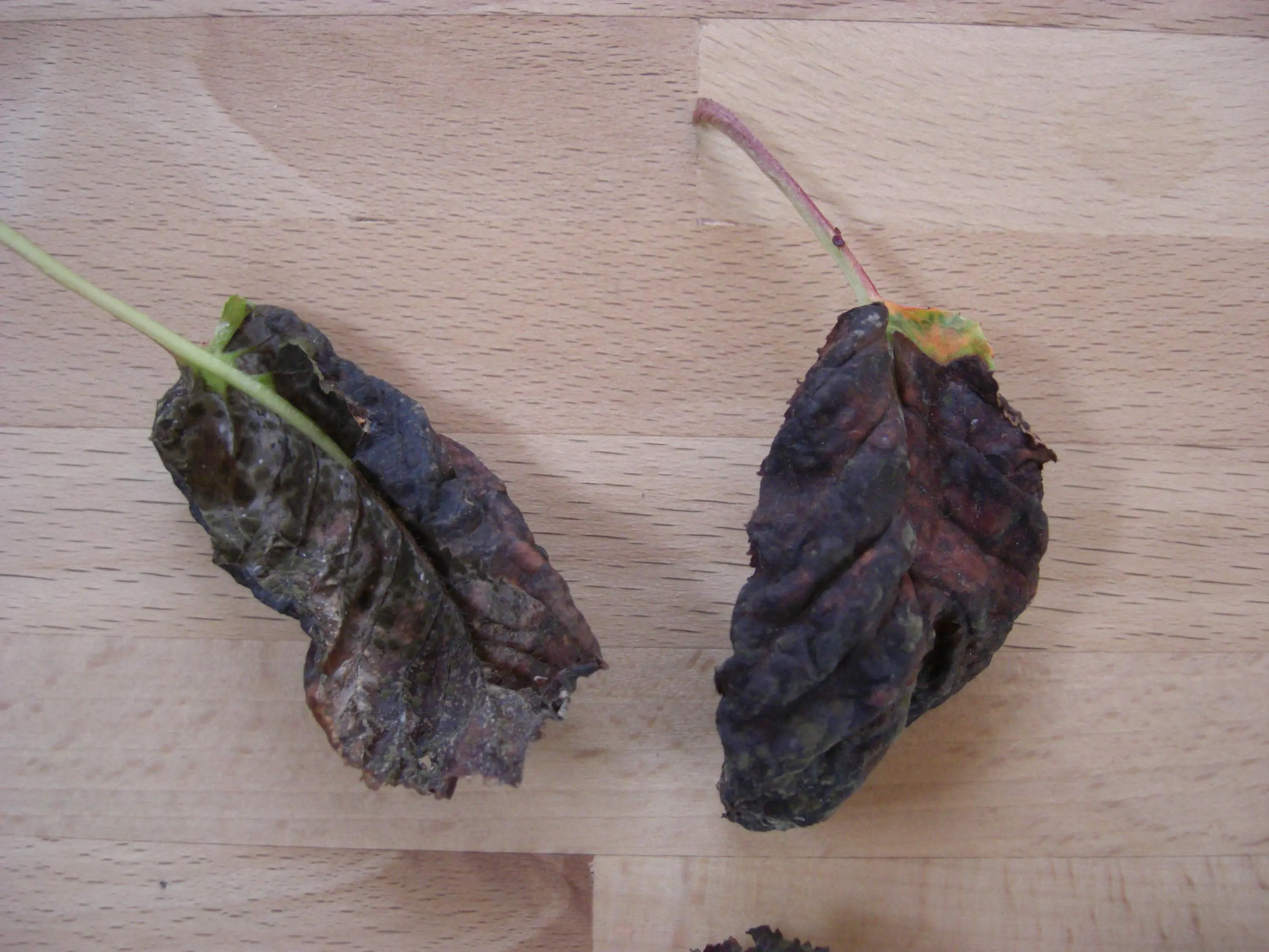 Kranker, alter Kirschbaum