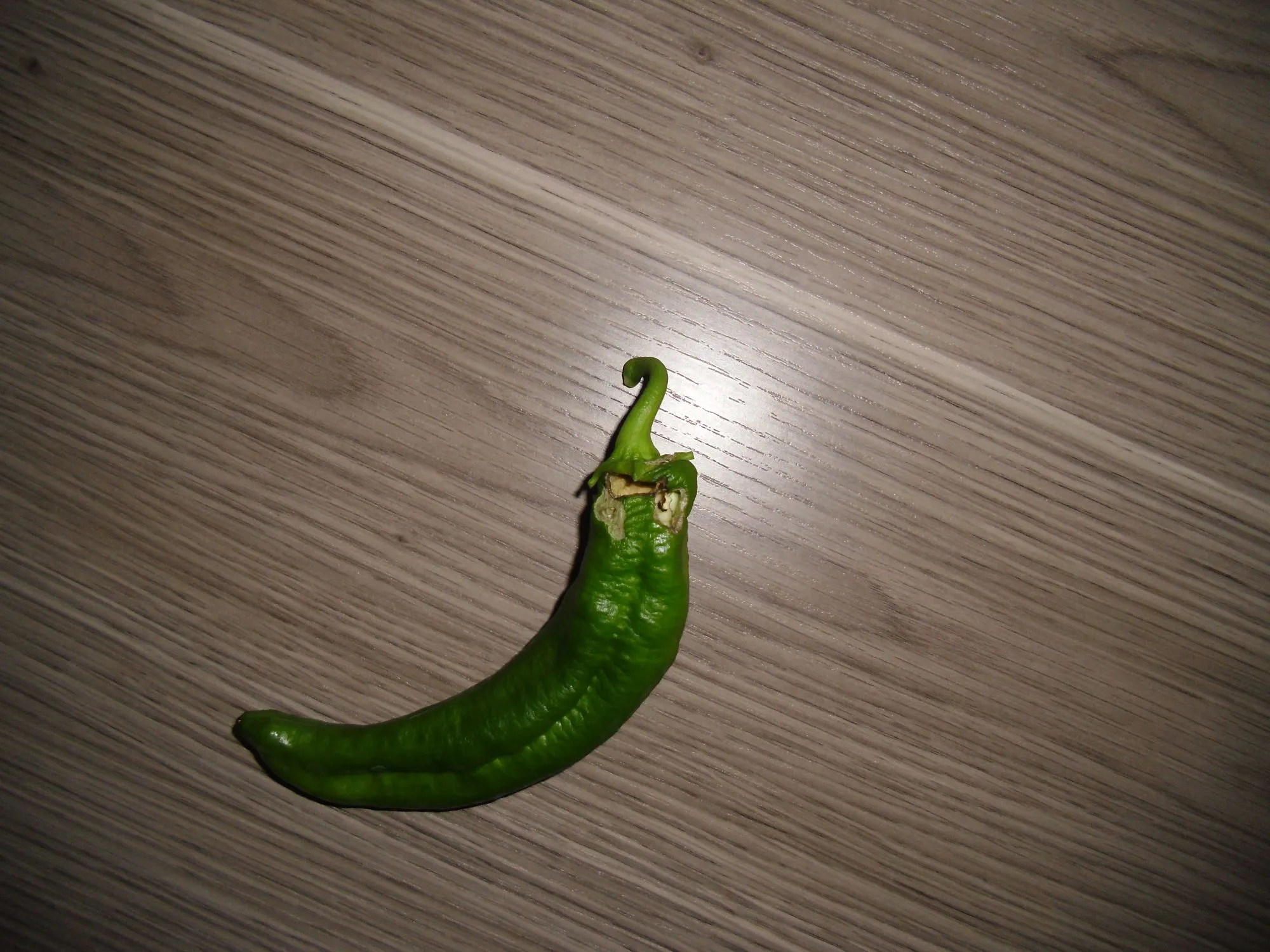 Schädlinge befallen Paprika