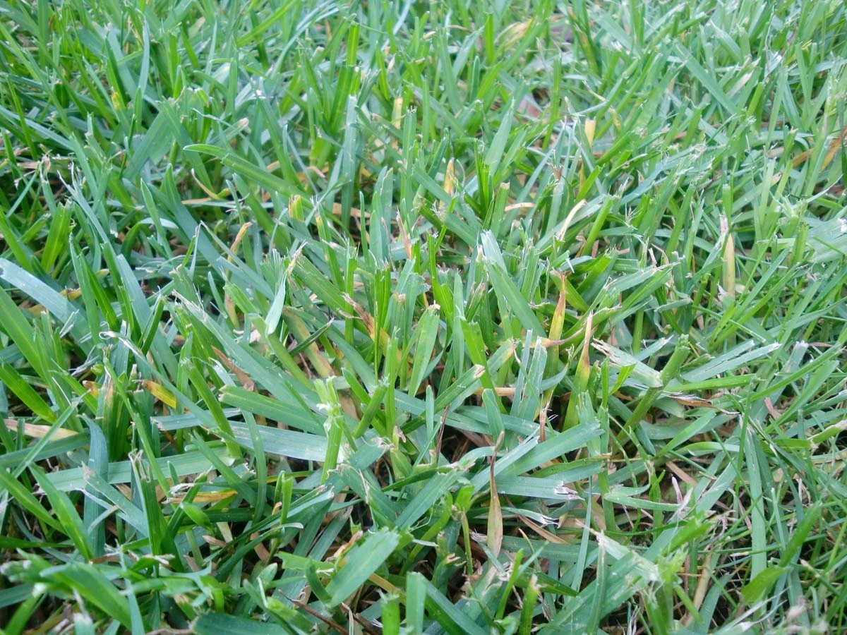 Braun/Gelbe Stellen im Rasen