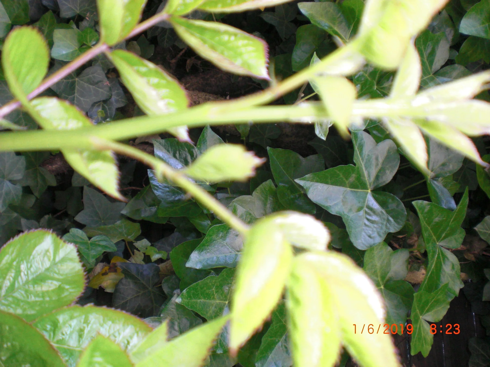 CIMG4184.webp