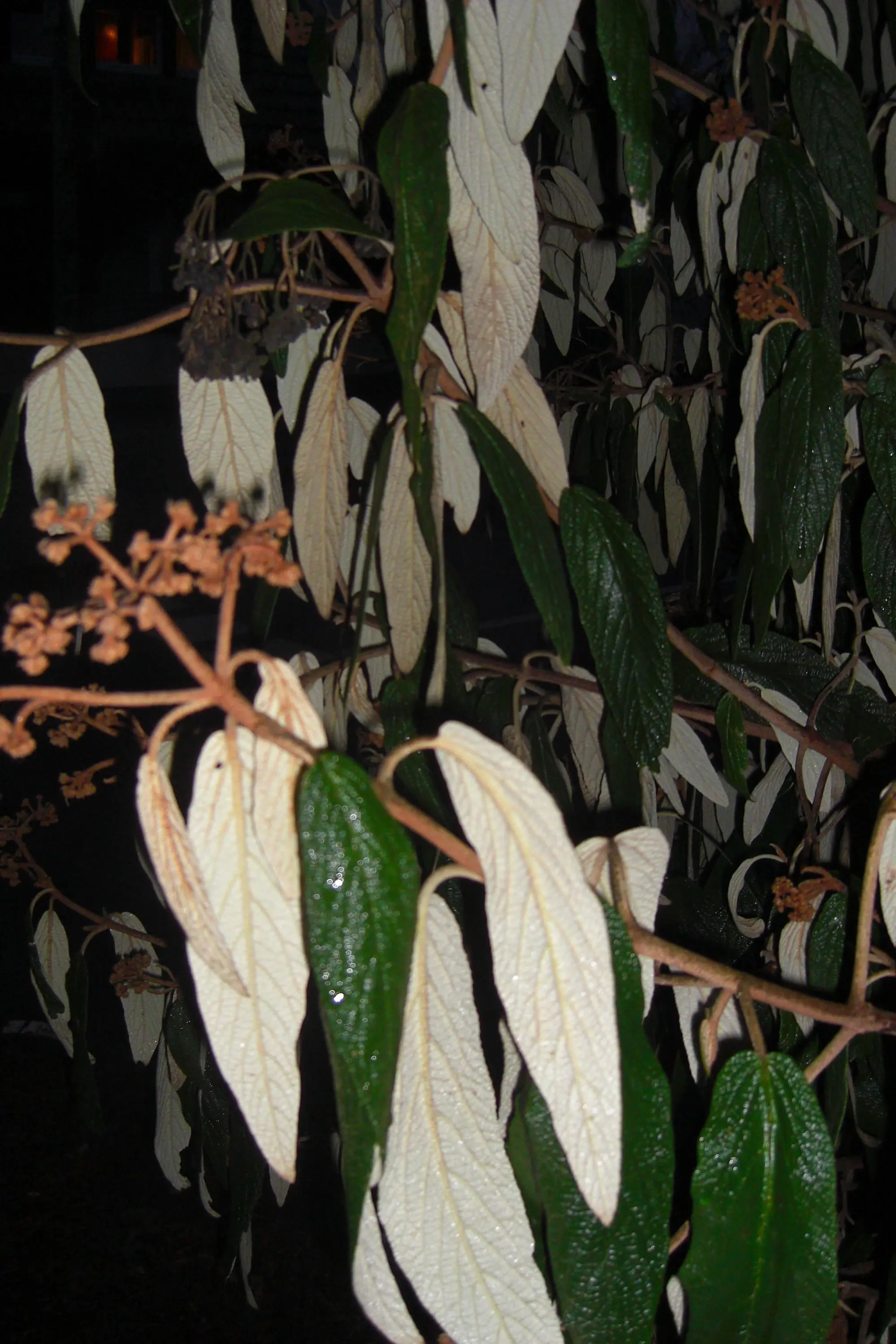 Gelöst Blatt oben grün, unten weiß wie heißt diese Pflanze