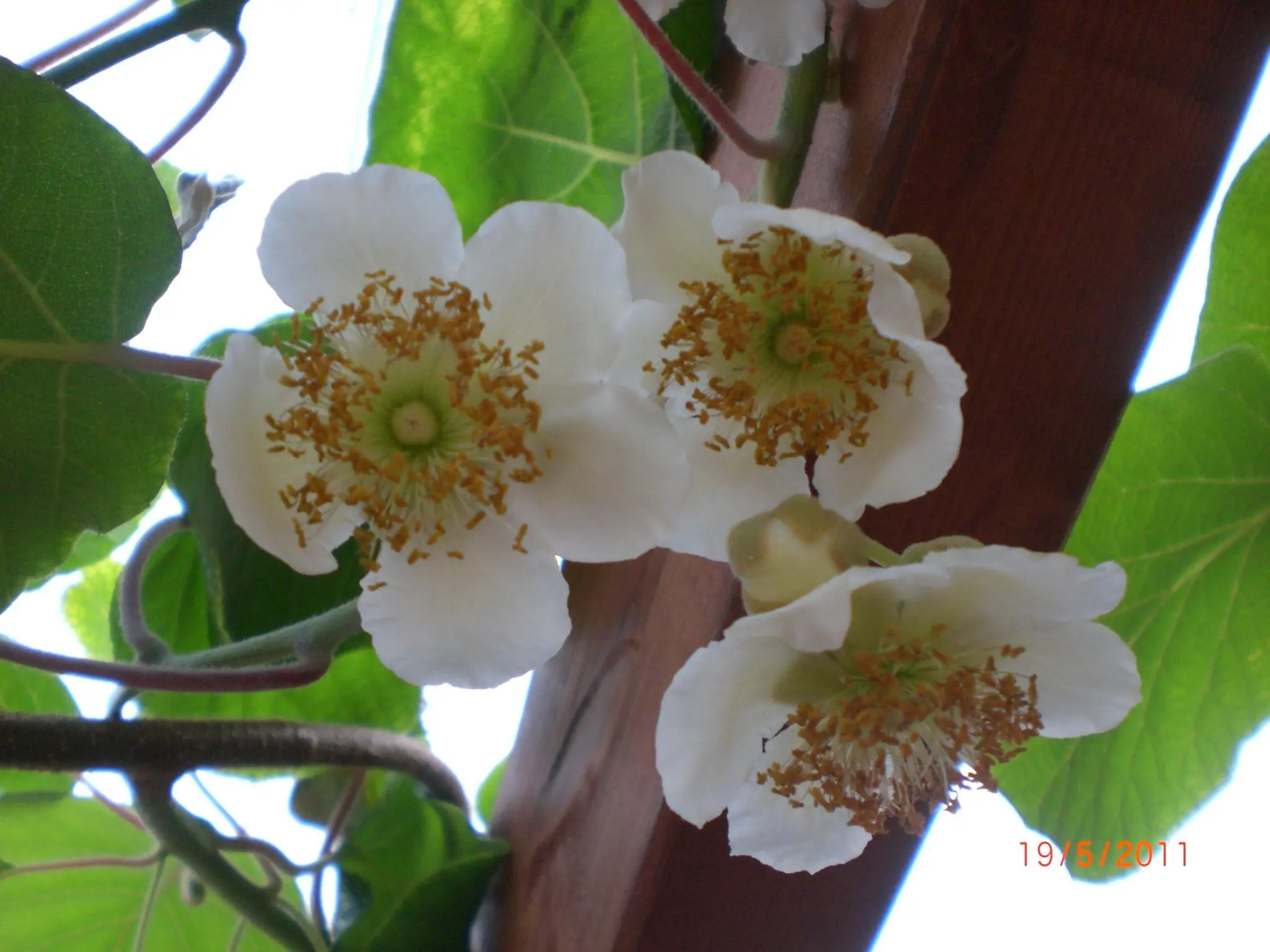 Kiwi männlich o. weiblich