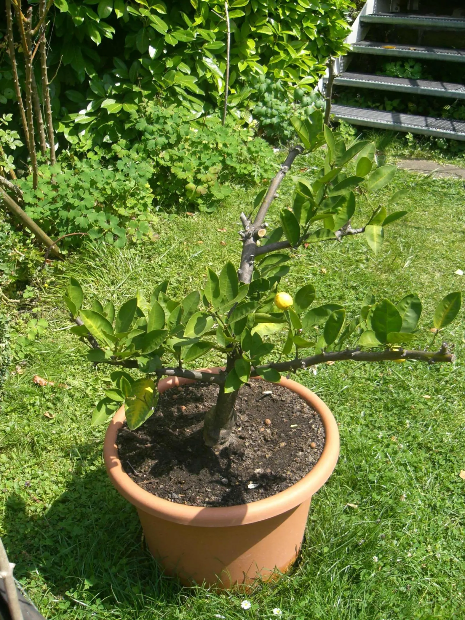 Zitronenbaum bekommt gelbe Blaetter! Hilfe!
