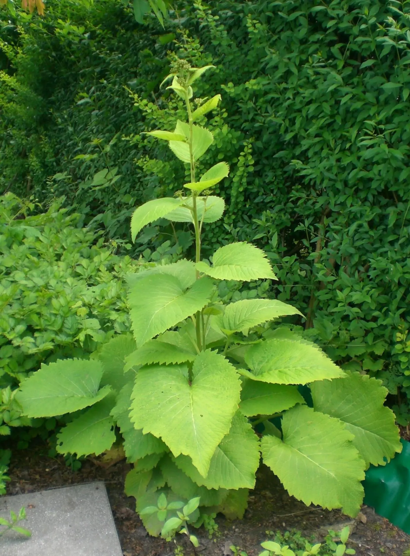 Gelöst Wie heißt diese große Blume?