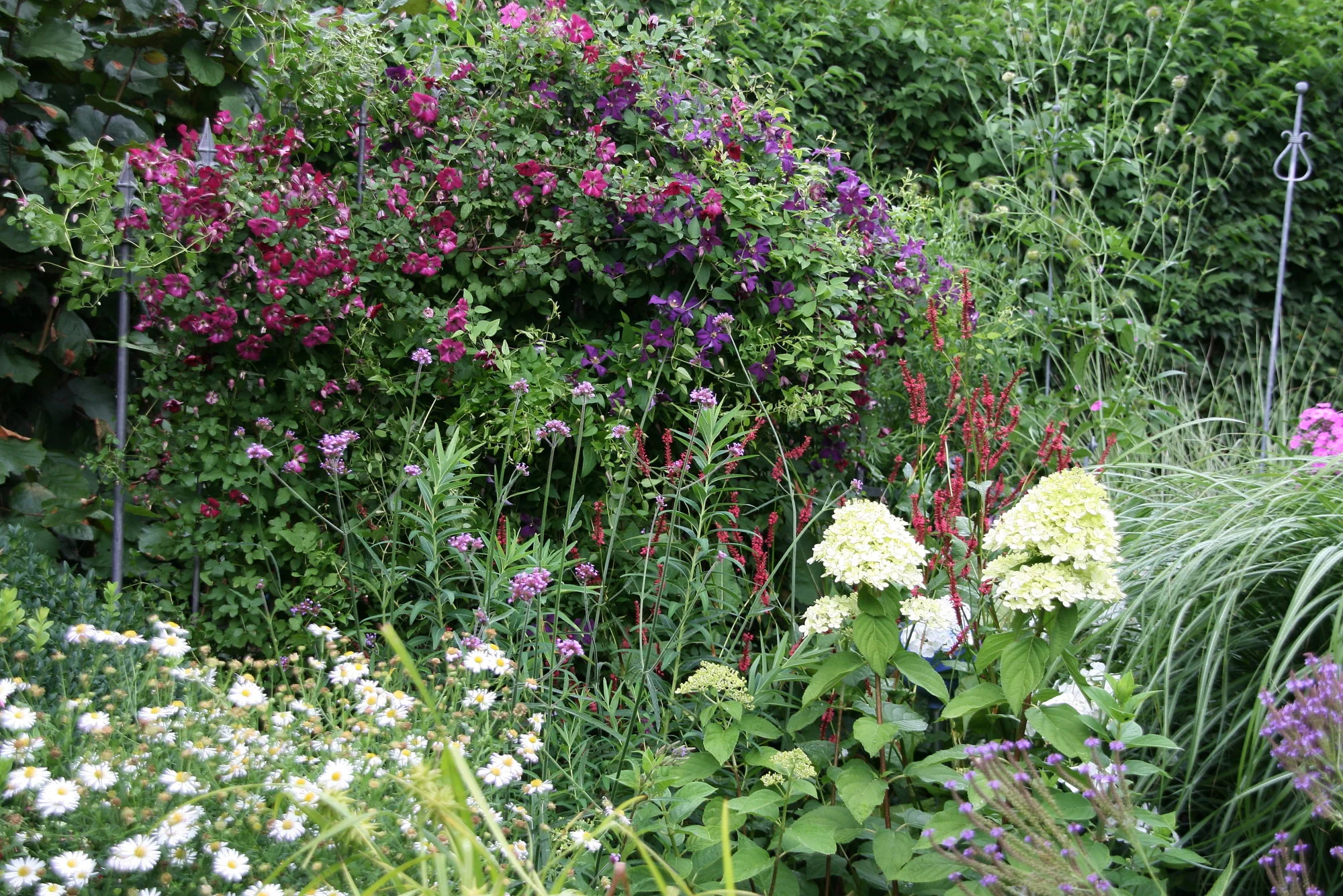 Cl.vit.Polith Spirit und Rubra0315.webp