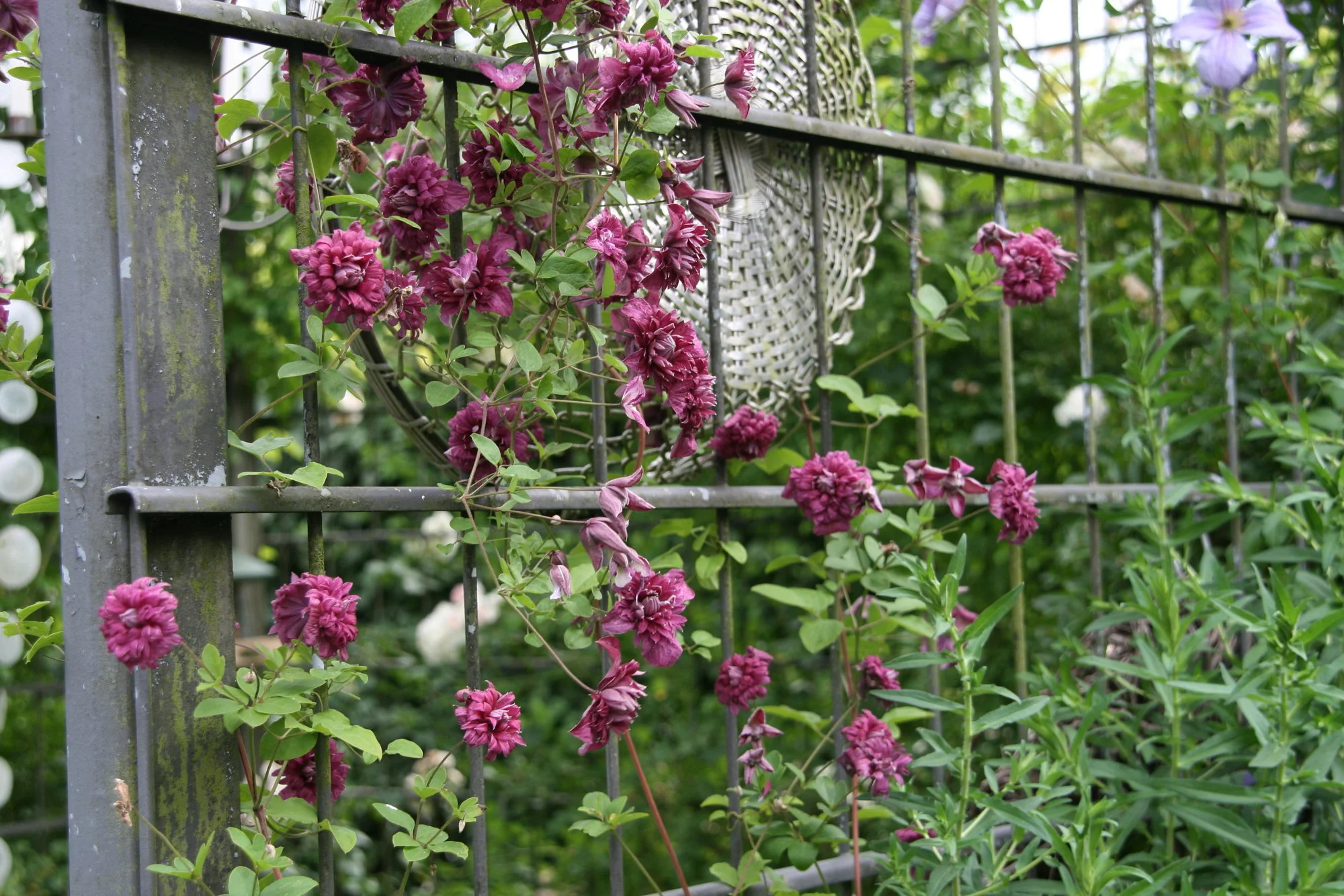 Cl.vit.purpurea Plena Elegans 0318.webp