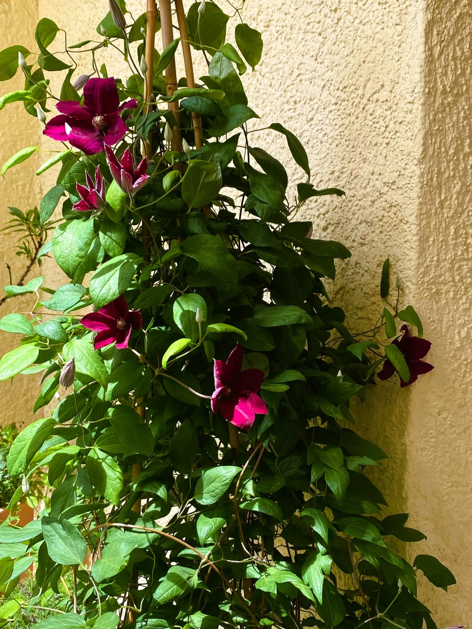 Clematis 26.webp