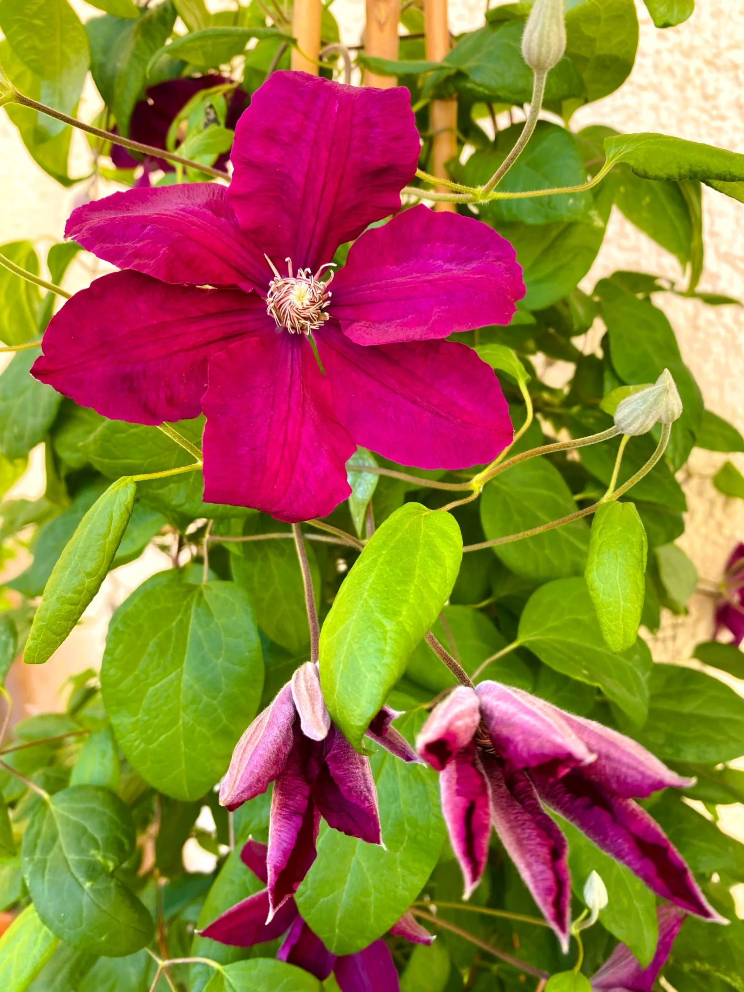 Clematis 26a.webp