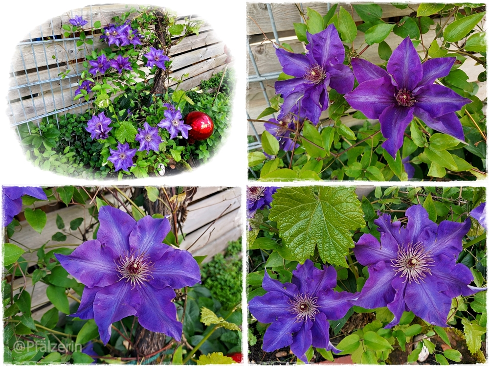 Clematis 5.webp