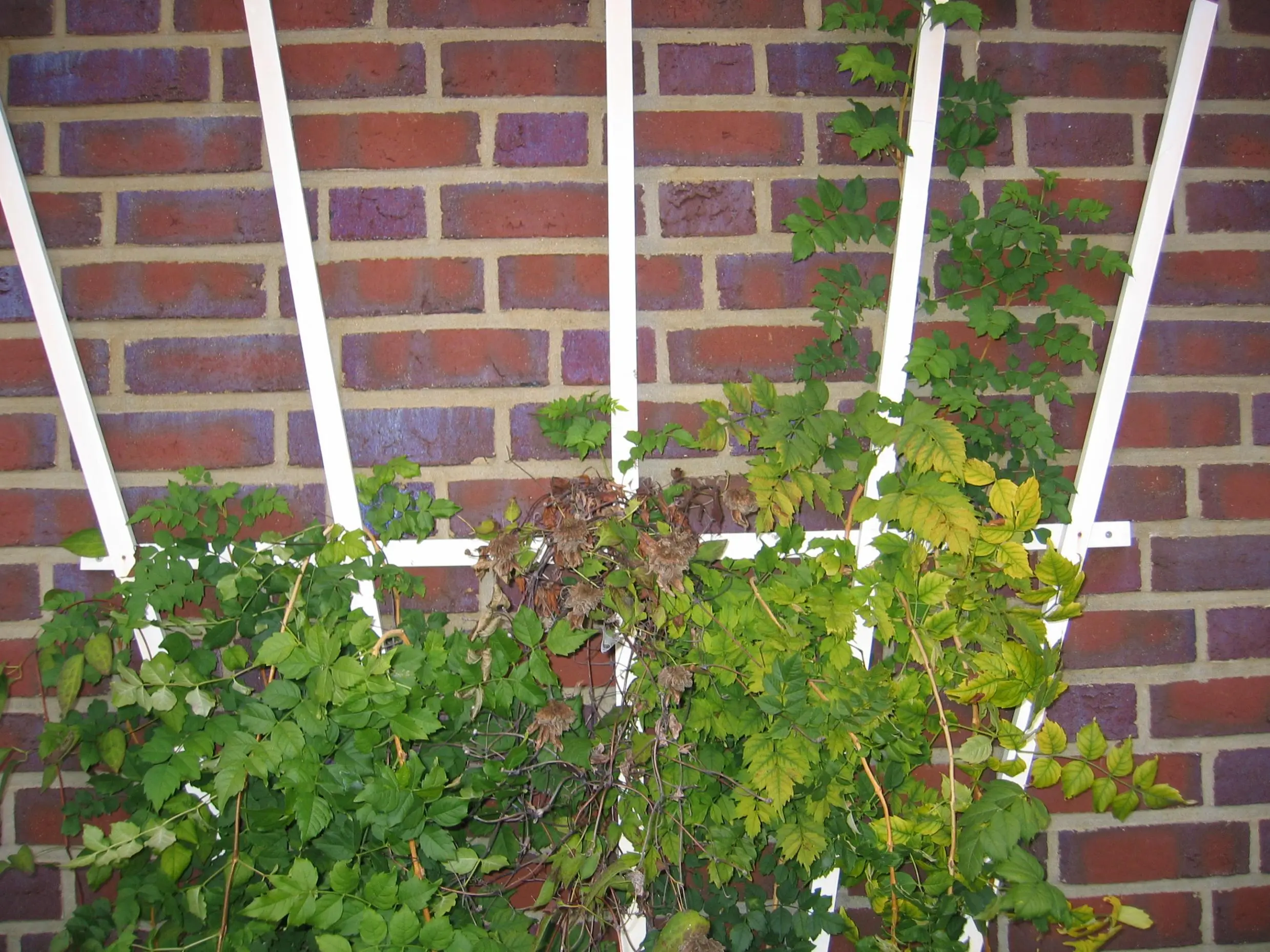 was wächst neben unserer Clematis???