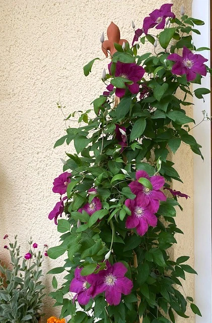 Clematis.webp