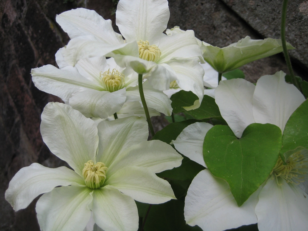 clematis weiss.webp